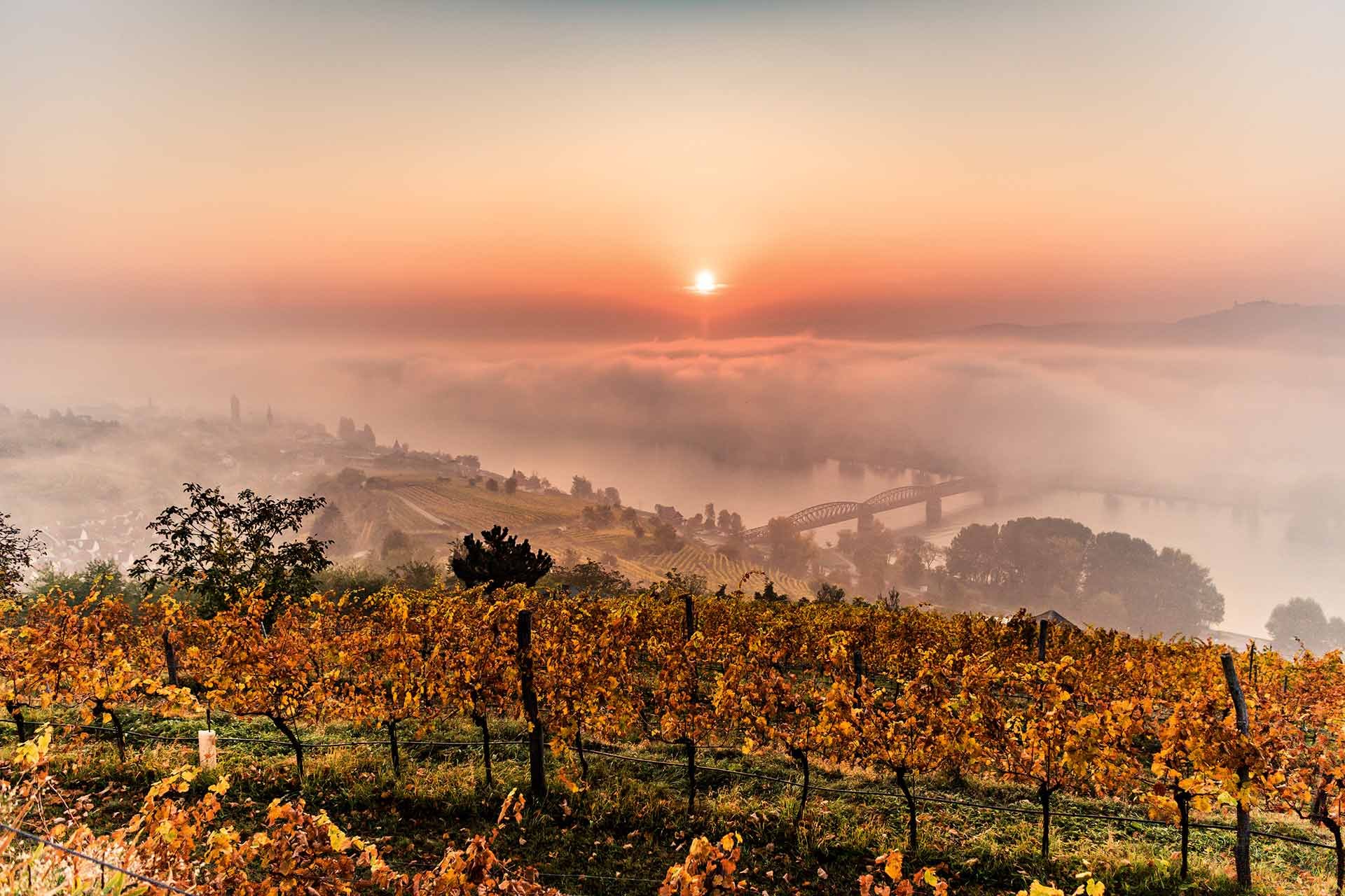 So farbenprächtig wie sich die Wachau in den Herbstmonaten präsentiert, so facettenreich sind die Veranstaltungen im Weinherbst.&nbsp;