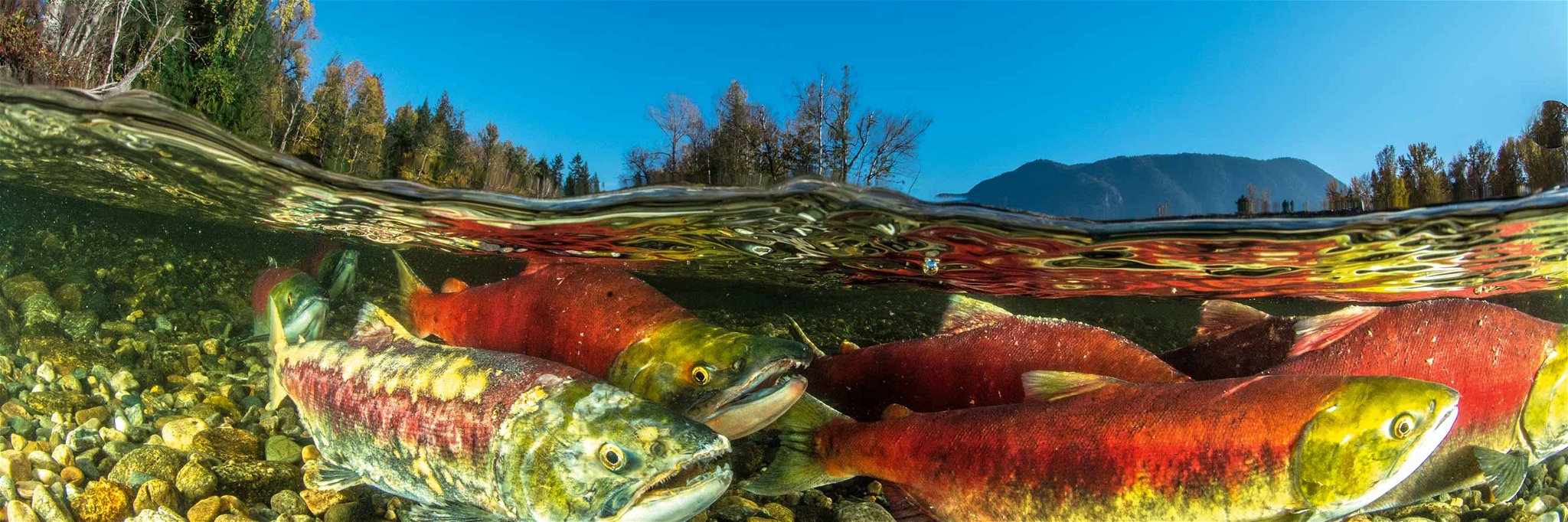 Sockeye salmon turn bright red&nbsp;when they head&nbsp;up river to spawn.