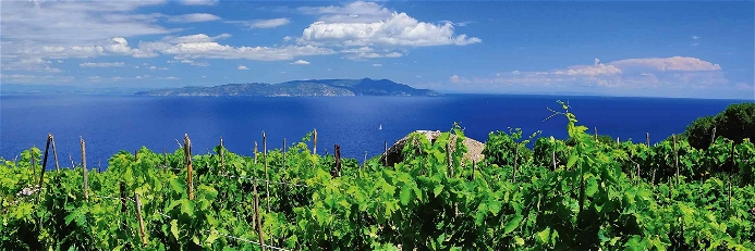 »Großer Wein muss das Wasser sehen« – so ein geflügeltes Wort. Entlang der Küste der Toskana befinden sich viele Reben dafür in bester Position.