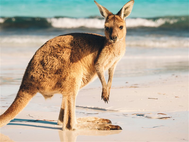 A kangaroo hops along a beach in West Australia.
