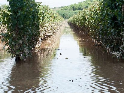Ein überschwemmter Weinberg in Südfrankreich. Das schlechte Wetter soll die Ernte auf ein Rekordtief bringen.