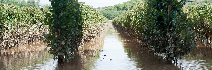 A flooded vineyard in the south of France. Bad weather is expected to plunge the harvest to record lows.