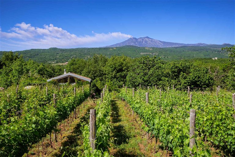 Sizilien: Weinbau im Angesicht des Ätna