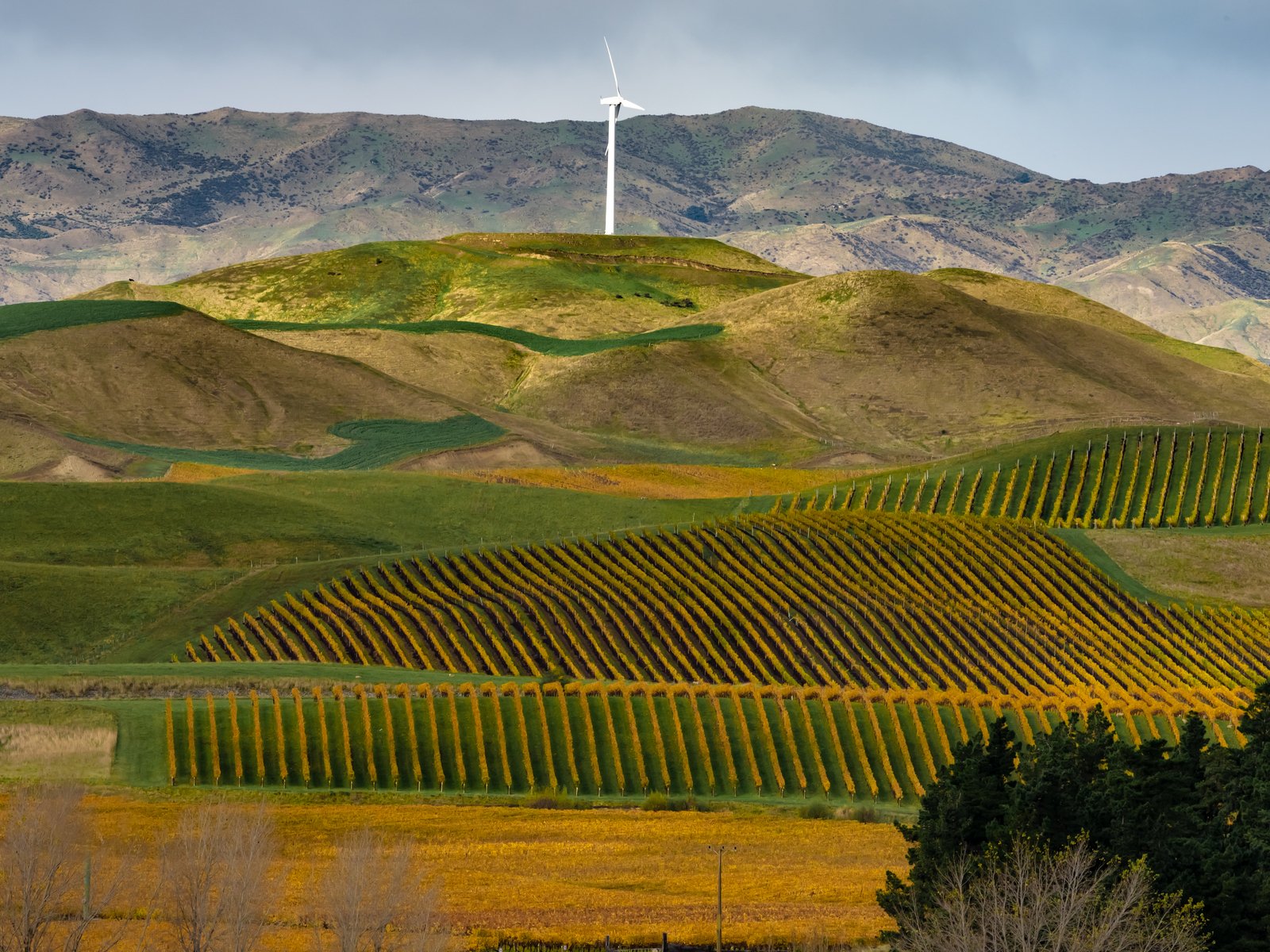 Vineyards near Blenheim in New Zealand. Local producer Cloudy Bay is one of the founding members of the Sustainable Wine Roundtable.