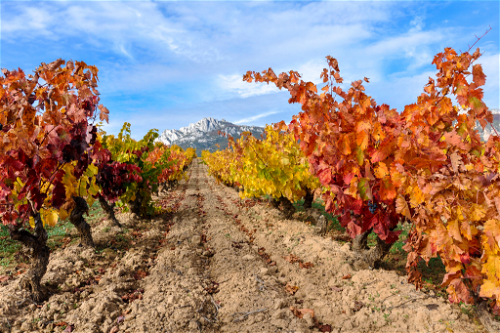 Tempranillo ist die Rebsorte, die den meisten Rioja-Weinen zugrunde liegt&nbsp;
