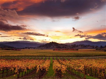 Kein anderer Wein aus Kalifornien symbolisiert so sehr puren Luxus wie dieser Cabernet aus dem Napa Valley.
