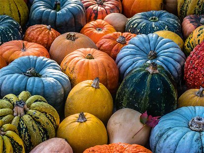 The pumpkin, a popular and versatile kitchen companion and grown all over the world for thousands of years.