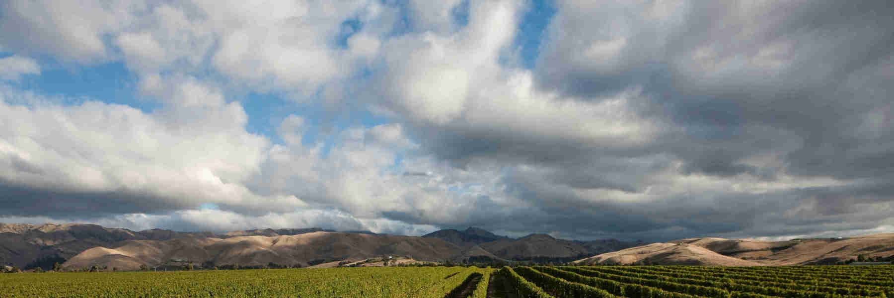 Cloudy Bay's Sauvignon Blanc Vineyards