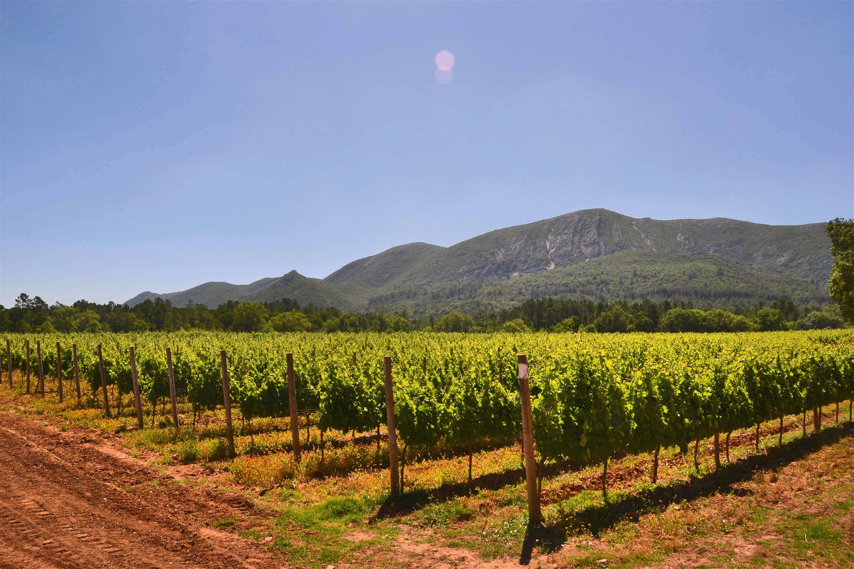 Das Weingut José Maria da Fonseca aus der Anbauregion Setúbal gehört zu den Traditionsunternehmen.