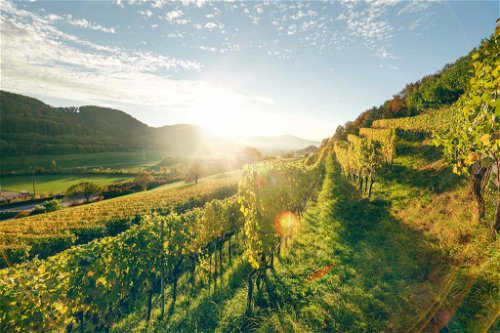 Bis zur Reblauskatastrophe gehörte der Aargau zu den größten Weinbaukantonen des ganzen Landes.&nbsp;