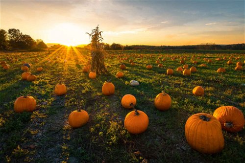 Autumn&nbsp;is&nbsp;pumpkin&nbsp;season, however,&nbsp;pumpkins can&nbsp;be&nbsp;eaten&nbsp;almost&nbsp;all&nbsp;year&nbsp;round.