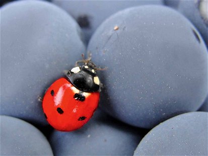 A certain number of insects cannot be separated from grapes and end up in the wine press.

