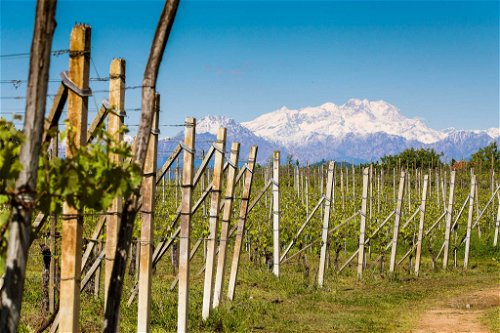 Das imposante Monte-Rosa-Massiv bestimmt das Klima in den nördlichen Anbauzonen des Piemont – und damit auch das Erscheinungsbild der hier produzierten Weine. Denn es schützt die Reben vor kalten Fallwinden aus dem Norden.