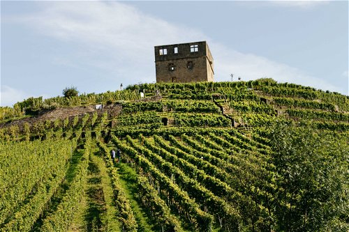 Die Klassifikation rückt auch die Spitzenweine weniger bekannter Riesling- Regionen in den Fokus, wie die Stettener Lage Pulvermächer in Württemberg (hier: beim Weingut Moritz Haidle).