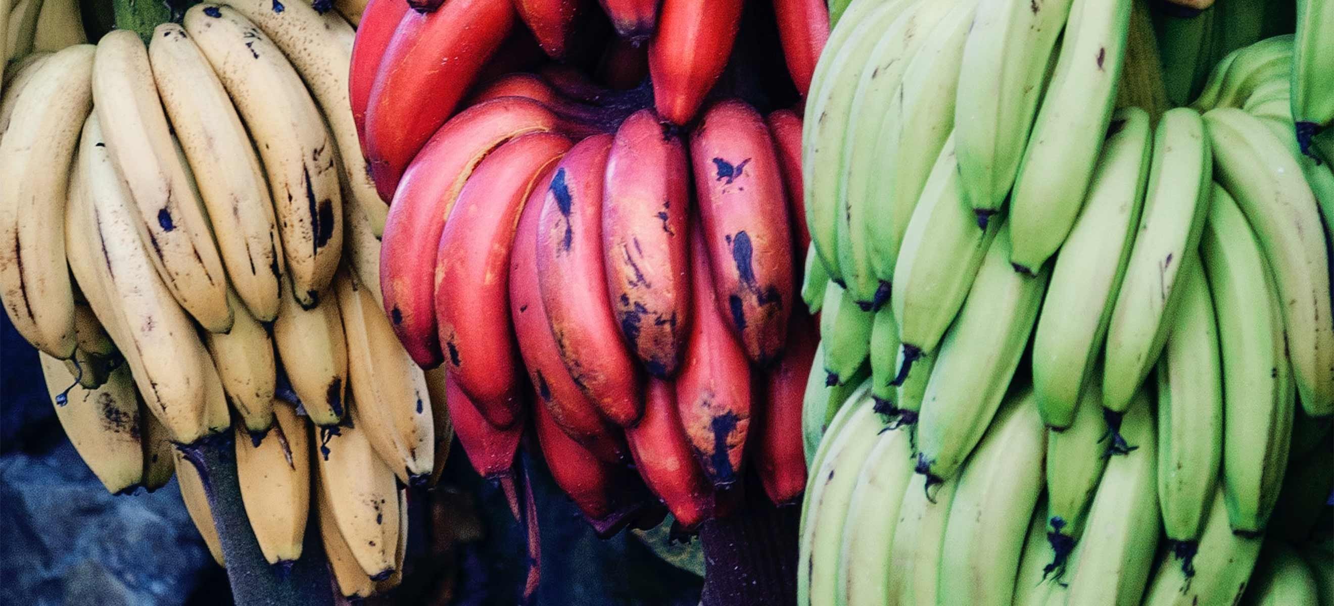 udvikle systematisk Konsulat Variety and Colour - Red Bananas - Falstaff