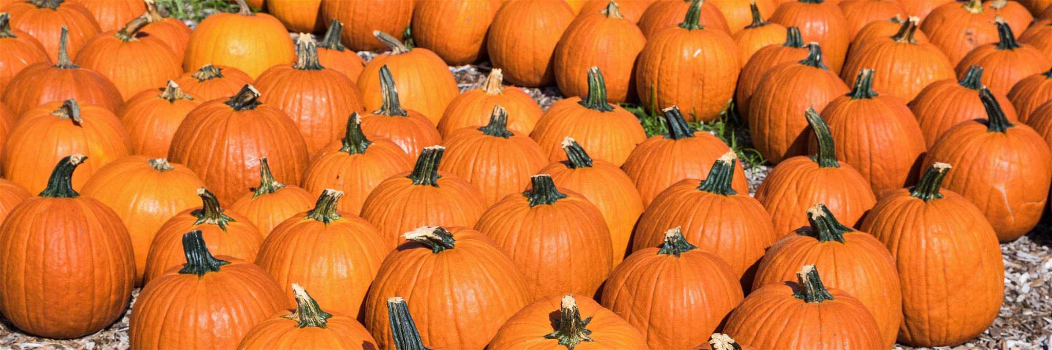 Pumpkin Shortage Could Haunt American Customers This Halloween