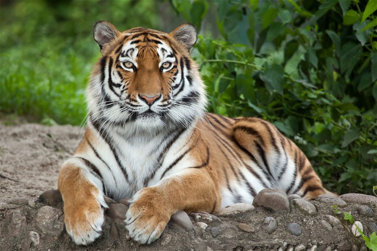 Wild Siberian tigers