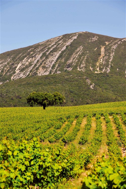 Die üppig grünen Weinberge in der Region Lissabon. Auch hier ist der Weinbau stark vom Einfluss des Ozeans geprägt.