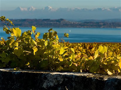 Der edle Pinot Noir von Neuchâtel