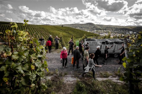 Freiwillige kamen aus ganz Deutschland und den Nachbarländern, um beim Wiederaufbau und der anstehenden Weinlese zu helfen.
