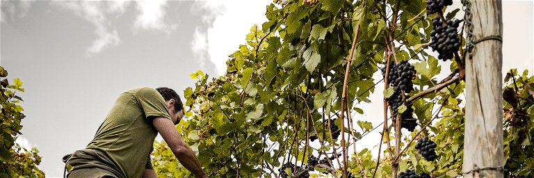Ahr winegrowers have finished the 2021 grape harvest.