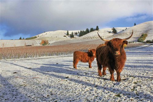 Schneebedeckte Gipfel wie jene der Pisa Range und Weingärten gehören zu Central Otago wie die Rinder zur Idee der Biodynamie.