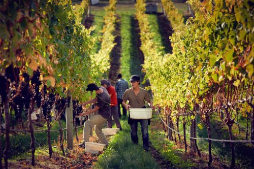 Zeit für die Rotweinernte in Neuseelands Weingärten bei herbstlichem Sonnenschein.