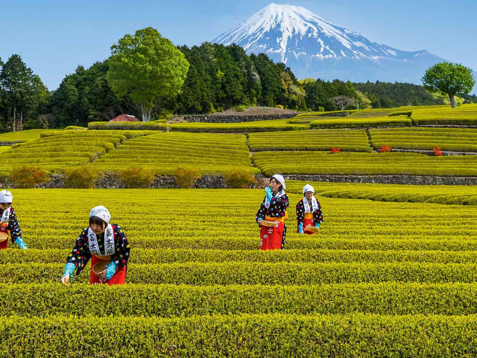 Im Mai beginnt die japanische Tee-Erntesaison. Auf manchen Plantagen, wie hier in Shizuoka, werden die Blätter sogar noch per Hand gepflückt.