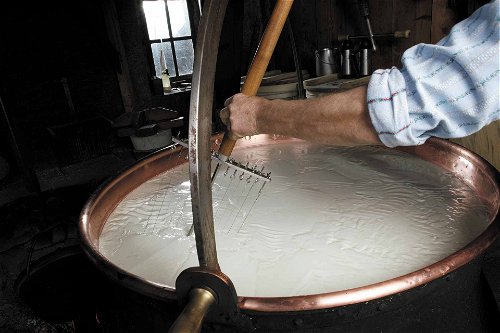 Damit die Milch reifen kann, wird sie in einen Kupferkessel «Käsekessi» gegeben und Bakterienkulturen auf Molkebasis hinzugefügt. Nach kurzer Zeit bildet sich so eine kompakte Masse, die Käsebruch.