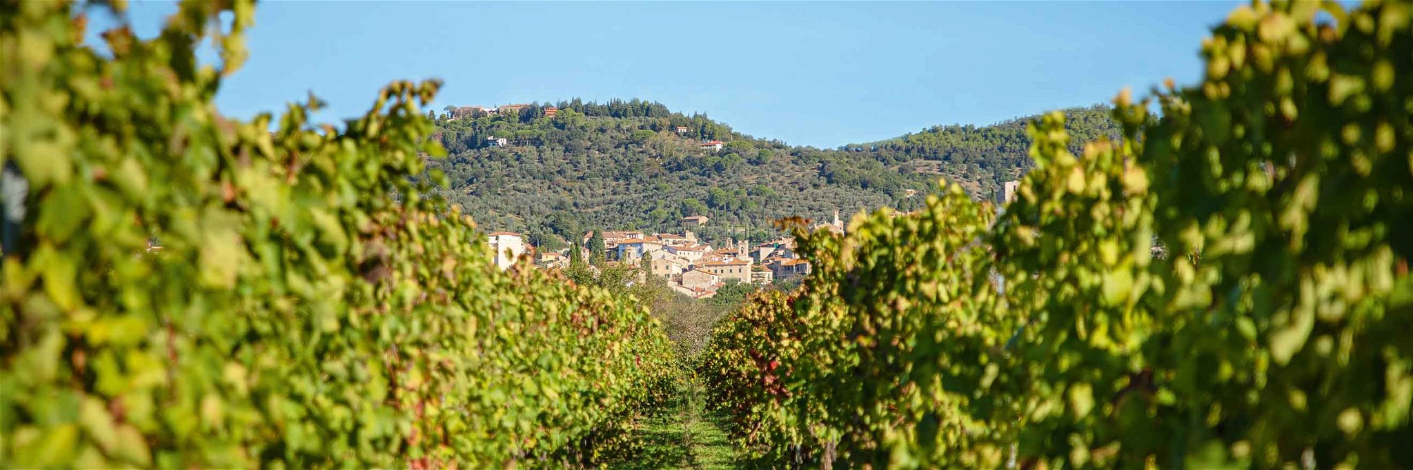 Die Weingärten von Tua Rita bei Suvereto.