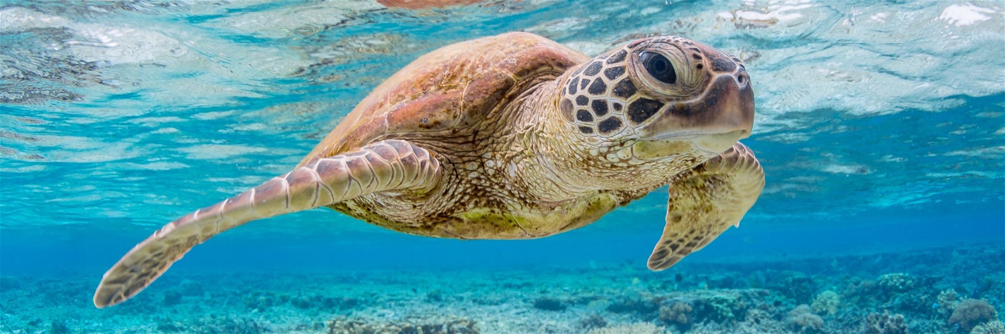 The Galapagos Islands is home to exotic wildlife like sea turtles.