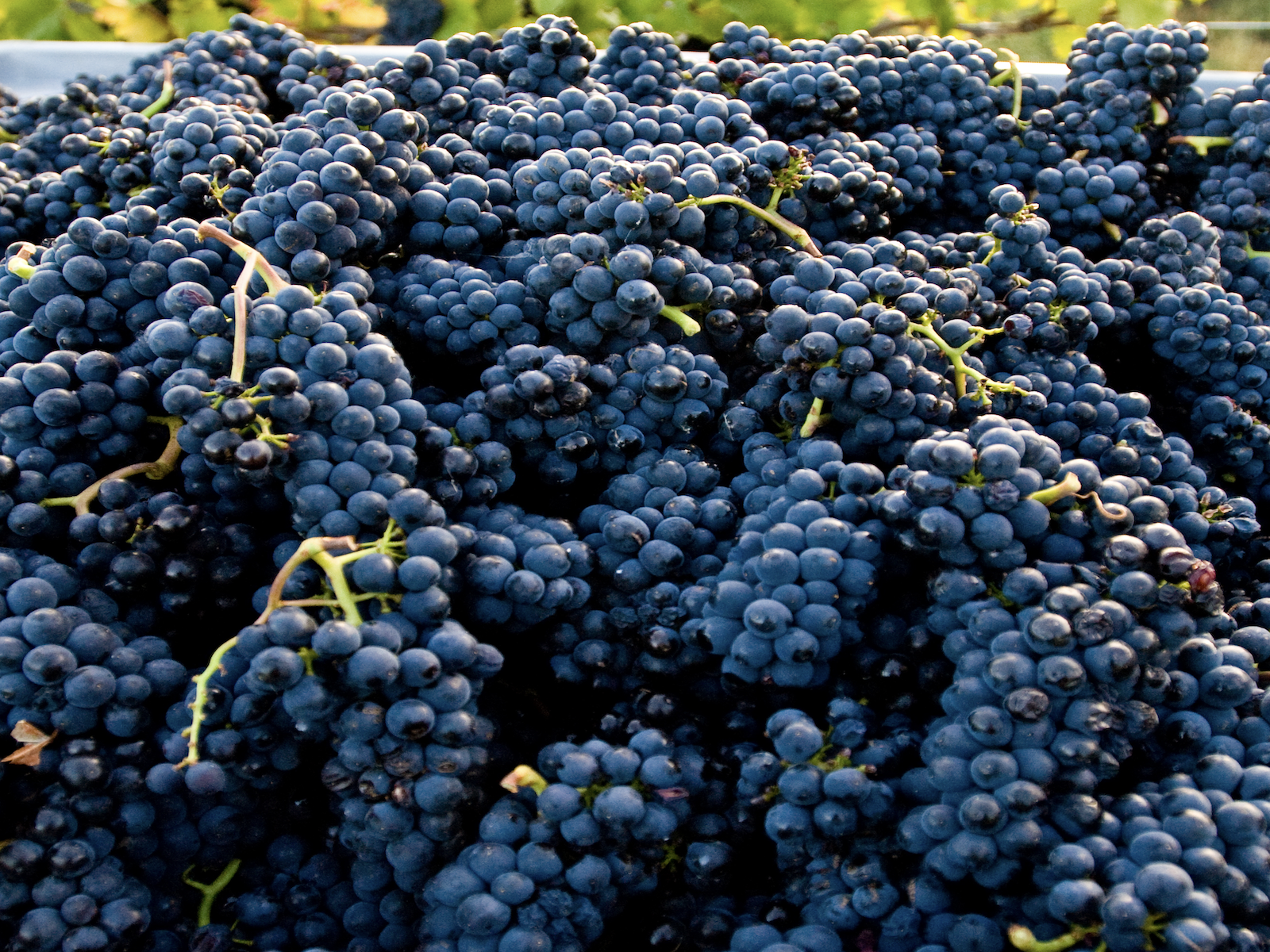 Pinot Noir&nbsp;is&nbsp;one of France's oldest&nbsp;grapes