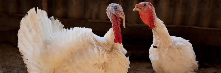 People are being urged to adopt rather than eat turkeys.