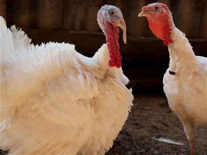 People are being urged to adopt rather than eat turkeys.