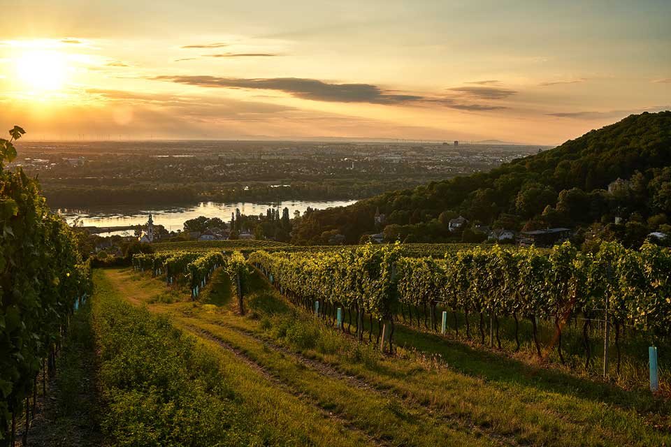 Weingärten am Kahlenberg mit Blick auf die Stadt.