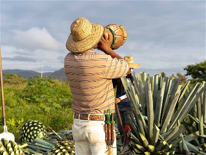 Das mexikanische Nationalgetränk Mezcal wird aus den Herzen der Agavenpflanze destilliert.