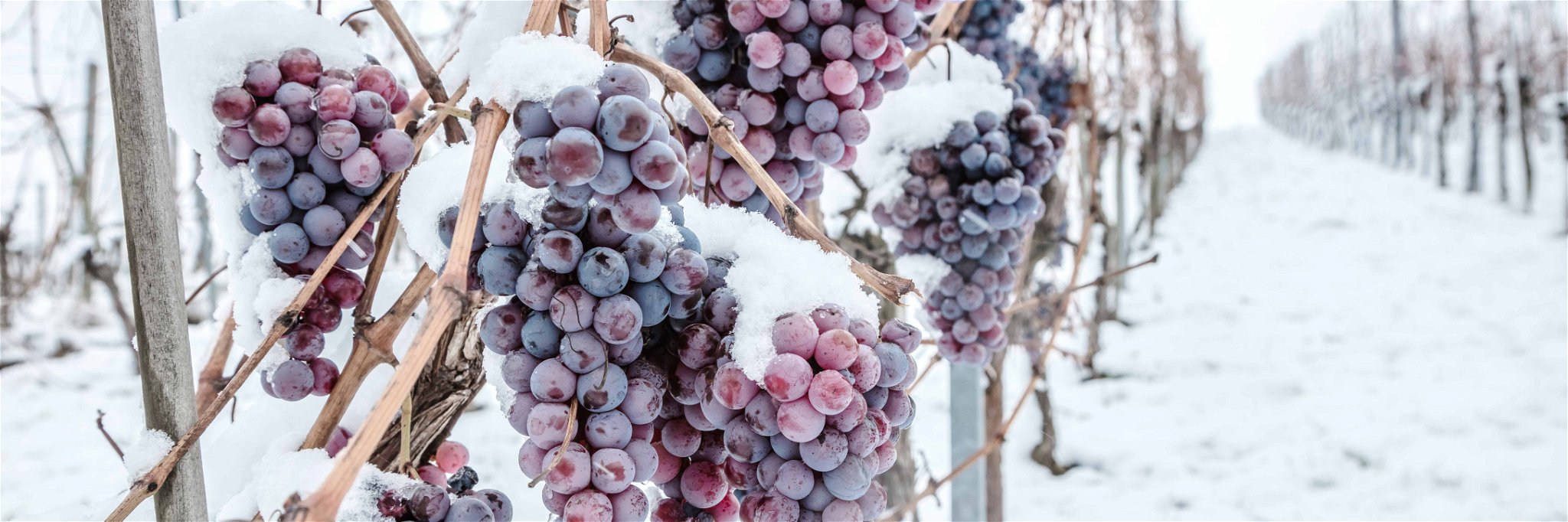 The ice wine harvest has begun in Germany.