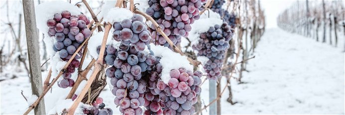 The ice wine harvest has begun in Germany.