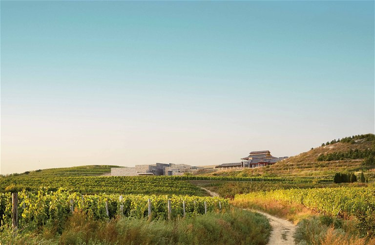 Das Weingut »Domaine de Long Dai« in der chinesischen Provinz Shandong ist die neueste der vier internationalen Domaines der französischen »Domaines Barons de Rothschild«.