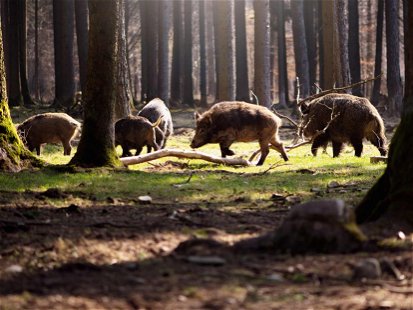 European hunters sometimes call them 'black coats'; cooks often use wild boar to make spicy dishes.