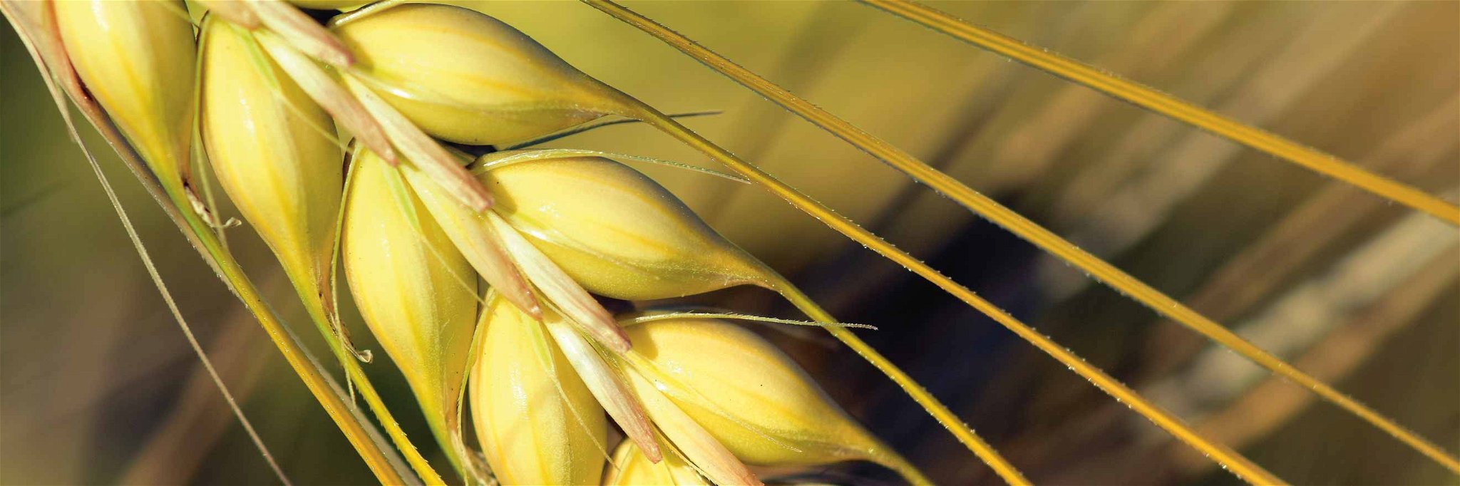 DNA-Sequenzen im Erbgut von Getreide können mit einer sogenannten »Genschere« bearbeitet werden.