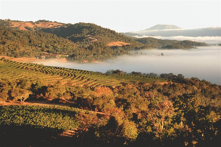 Morning mist in the hillside vineyards of Harlan Estate in Napa Valley, California.