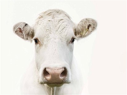 Wissenschaftler forschen weltweit an klimafreundlichen Ansätzen in der Rinderzucht.