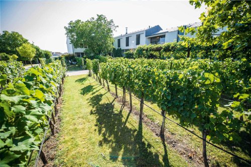 Da kommt noch mehr! Yvonne Kracher erweitert das »Guesthouse« des Betriebs 2022 um neue Weingutszimmer.