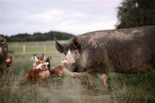 Das aus England stammende schwarze Berkshire-Schwein gehört zu den ältesten heute existierenden Schweinerassen der Welt.&nbsp;