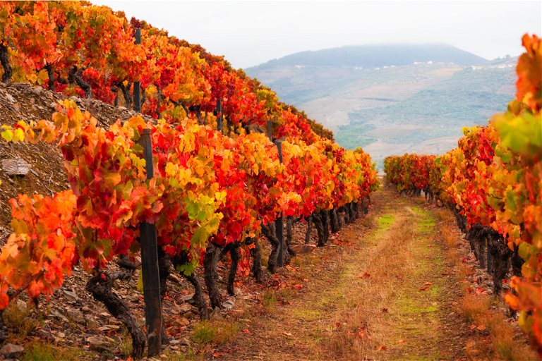 Vineyards in the Douro valley in Portugal.