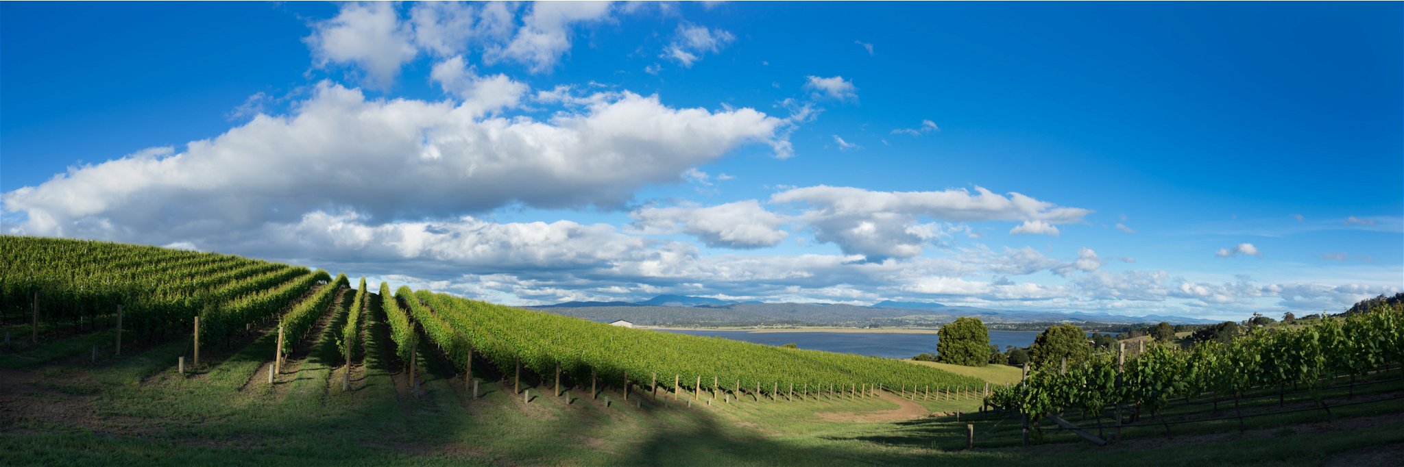 A vineyard in Tasmania, Australia.