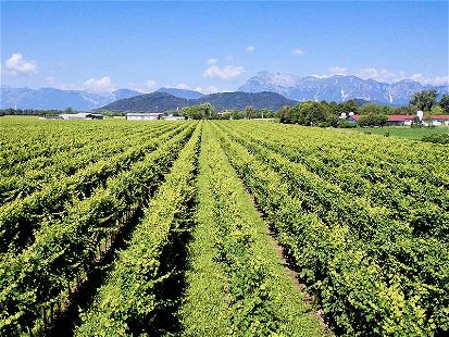 Aus dem Veneto kommen grandiose Weine
