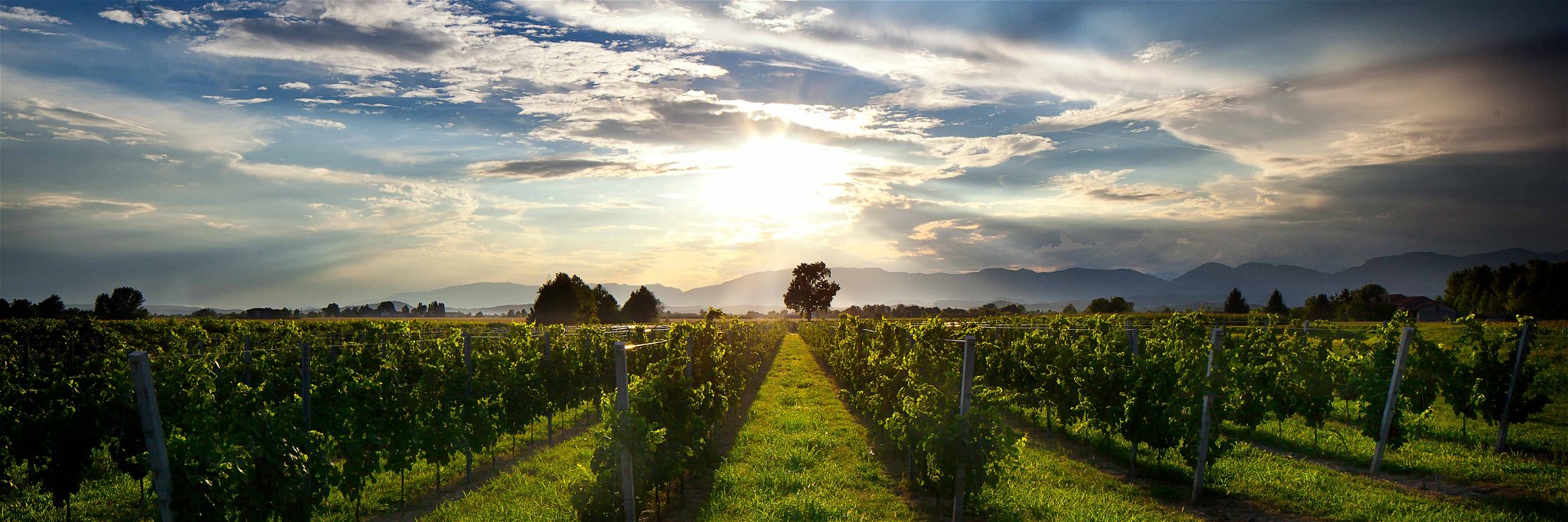 The production area for Prosecco DOC stretches from Vicenza in Veneto to Trieste in Friuli.