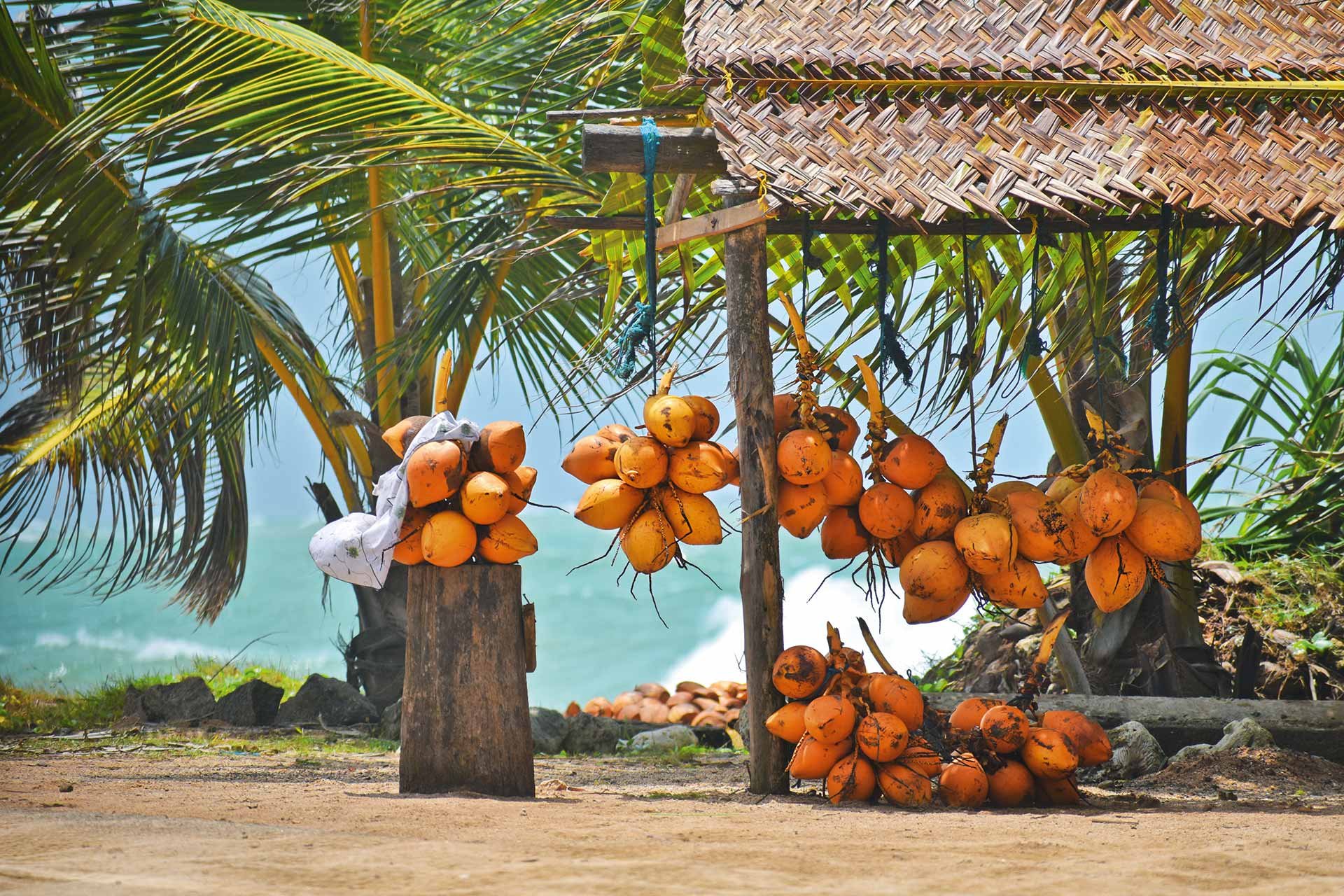 Die «King Coconut» mir ihren orangen Früchten ist ein sri-lankisches Original – und der perfekte Durstlöscher.